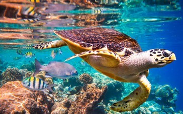 Pension Funds & ESG