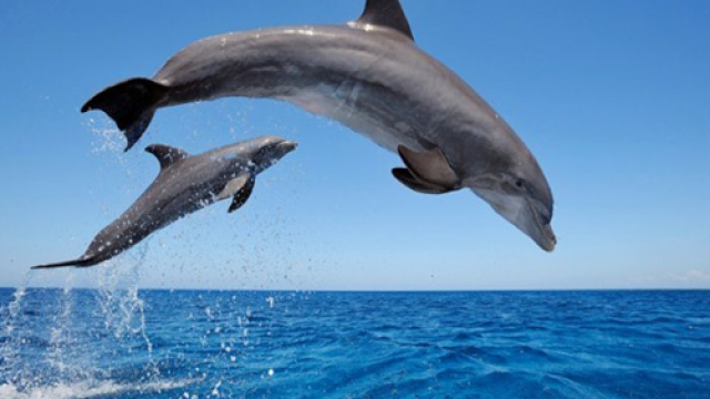 Relevance U.S. Markets